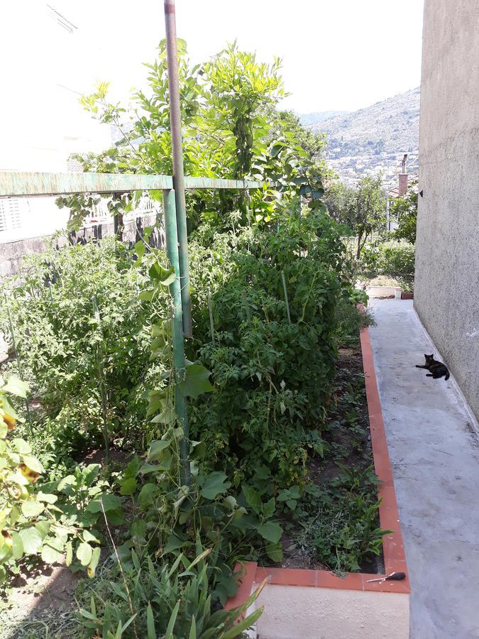 Studio Apartment Garden Дубровник Экстерьер фото